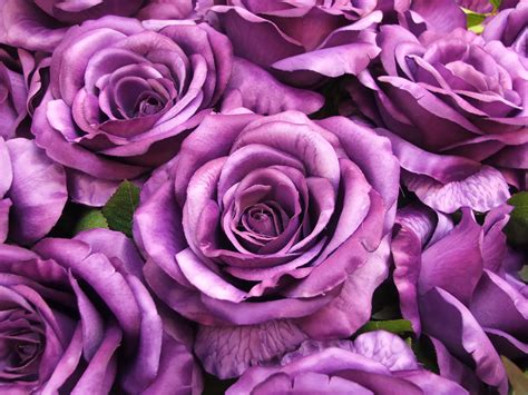 Download Purple Flower Close-up Flower Nature Rose HD Wallpaper
