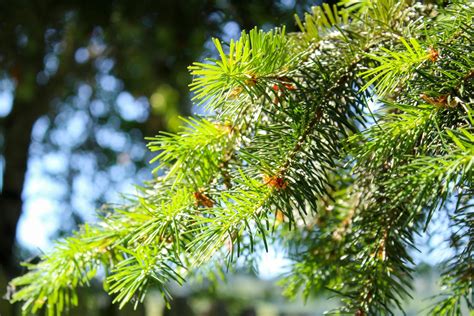 Douglas Fir: Folklore & Medicinal Uses - Nitty Gritty Life