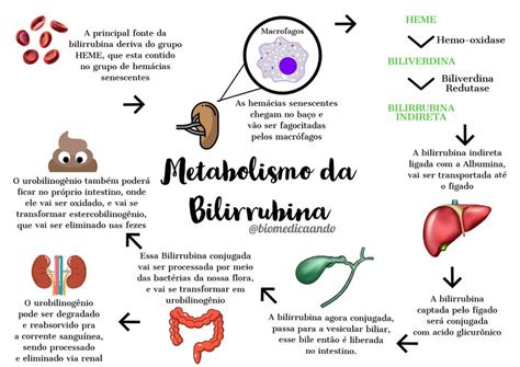 O Que É Bilirrubina Total E Frações - Bilirrubina Total E Fracoes - BRAINCP