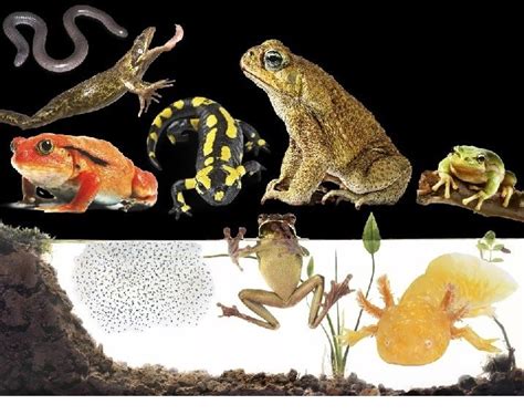 Amphibians As Pets - AMPHIPEDIA