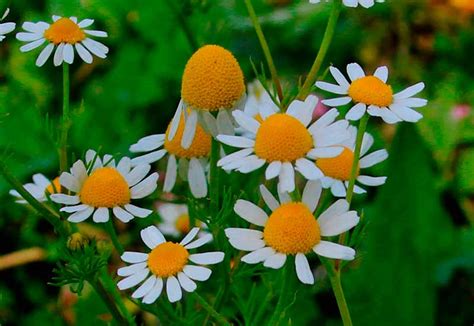 Лекарственное растение ромашка аптечная — лечение, описание и фото ...
