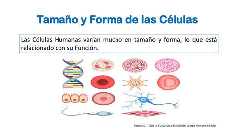 Tama O Y Forma De Las C Lulas M Udocz