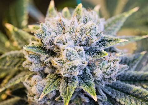 cannabis strains  colorful growdiaries
