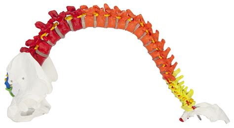 Buy Axis Scientific Flexible Spine Model Life Size Didactic Spinal