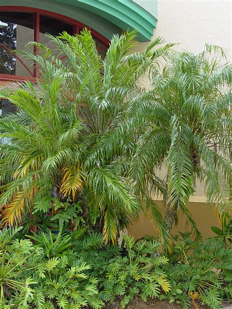 Miniature Date Palm Tree Phoenix Roebelenii Urban Tropicals