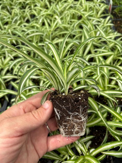 Airplane Plant | Spider Plant | Houseplant | Chlorophytum Comosum