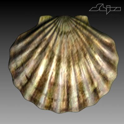 Sea Shell D Model