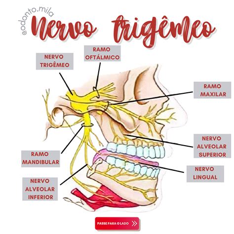 Anatomia Do Nervo Trigêmeo Anatomia De Cabeça E Pescoço