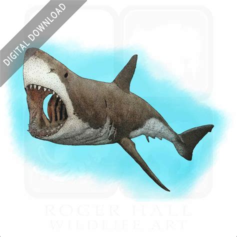 shark drawing 9