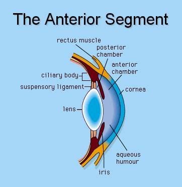 Anatomy Of The Eye Anterior Chamber - ANATOMY