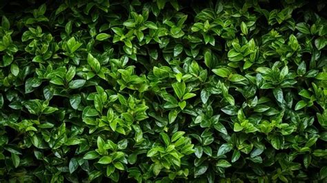 Botanical Design Green Shrub Wall As A Natural Background And Plant Texture Plant Texture