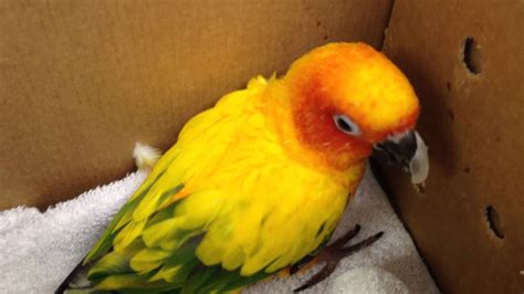 Sun Conure In For Corrective Beak Prosthesis Youtube