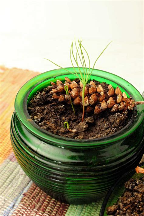 How To Grow A Tree From A Pine Cone Welcome To Nana S