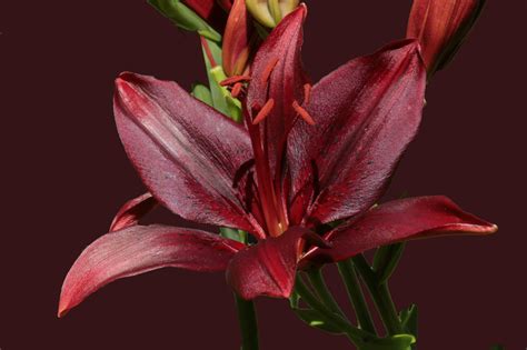 PlantFiles Pictures: Asiatic Lily 'Black Charm' (Lilium) by Aphthona