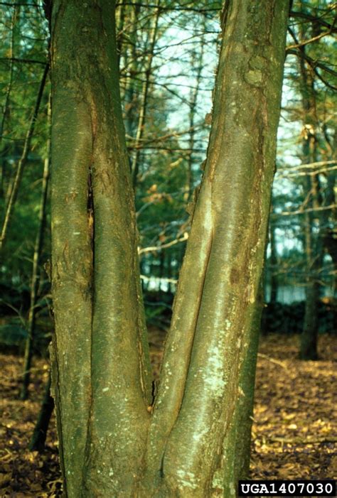 Compartmentalization Of Decay In Trees CODIT