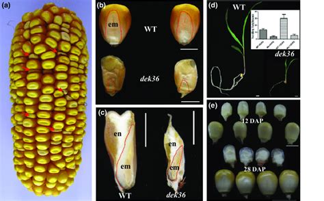 Phenotypic Features Of The Maize Dek36 Mutant A A Mature