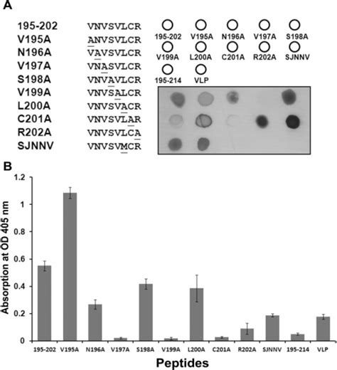 Alanine Scanning Mutagenesis Of The 195 202 Aa Epitop Open I