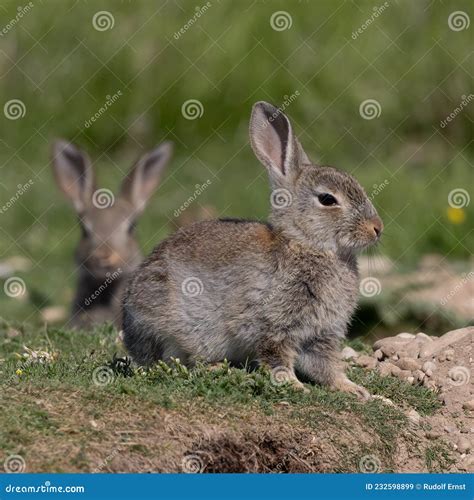 European Rabbit Common Rabbit Oryctolagus Cuniculus Sitting On A