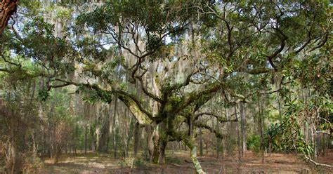 Camp On Cumberland Island Georgia