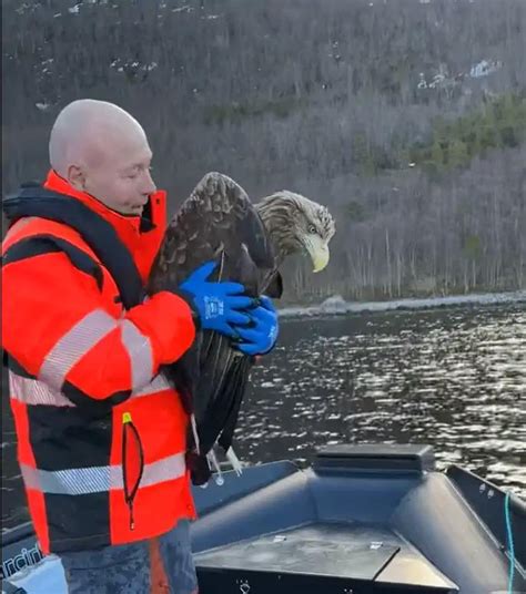 Watch here: Rescue at sea as salmon farm workers save greedy sea eagle ...