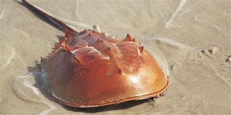 Horseshoe Crab Hatching