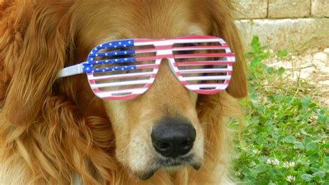 Золотистый ретривер в очках - обои для рабочего стола, картинки, фото