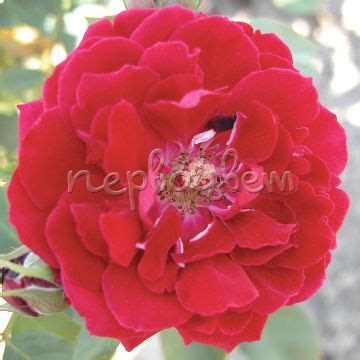 Саженцы роз: купить рассаду и кусты в Москве и Подмосковье - цены в ...