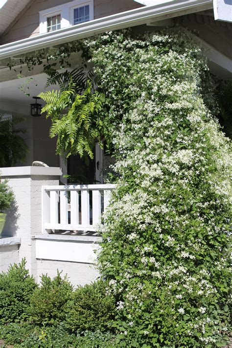 Clematis Paniculata Planting Guide