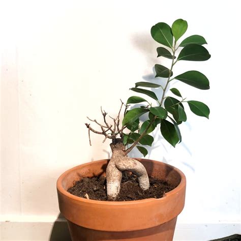 Ficus Microcarpa Retusa Bonsai Buddhas Belly Fig Uploaded By