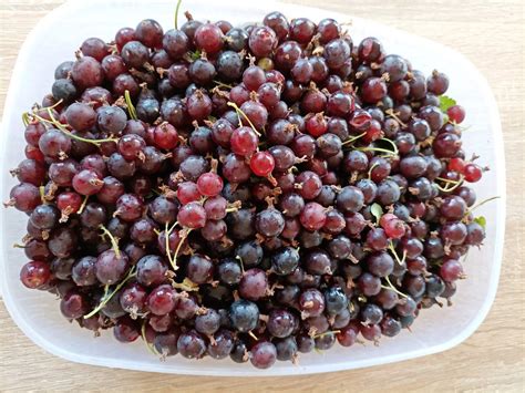 Borovnica i "borovnica"