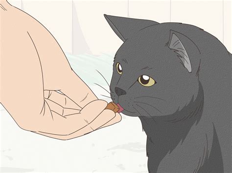 3 Ways to Calm an Aggressive Cat