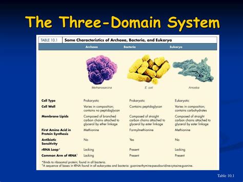 Ppt Classification Of Microorganisms Powerpoint Presentation Free