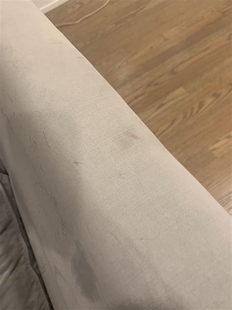 Female spayed dog has been leaving blood spots : r/DogAdvice