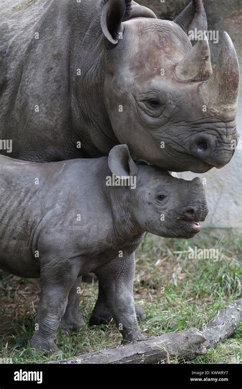 black rhinoceros mother and baby at Cincinnati zoo Stock Photo - Alamy