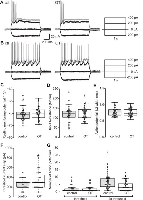 Figure 3 From Oxytocin Increases Inhibitory Synaptic Transmission And