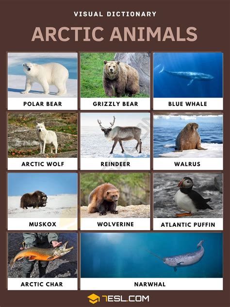 animal in arctic 3