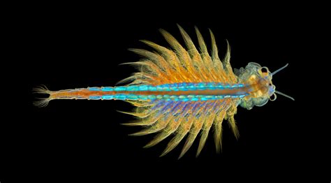 brine shrimp nikon small world