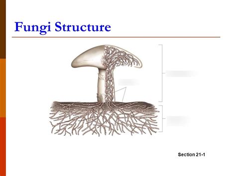 Fungi Lab - Structure Diagram | Quizlet