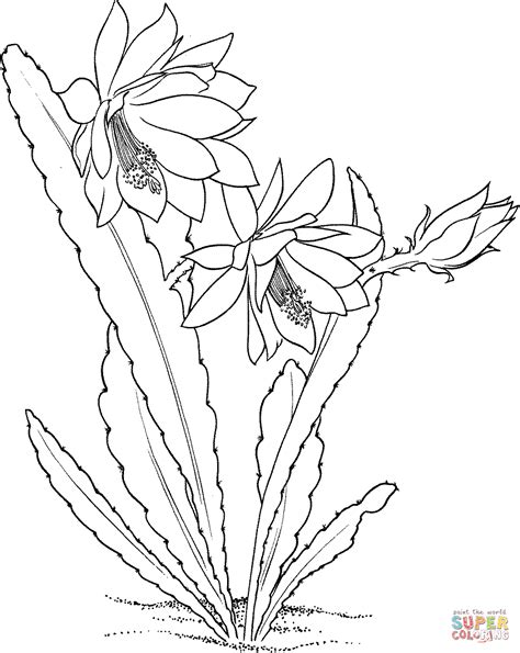 Epiphyllum Ackermannii Orchid Cactus Coloring Online Super Coloring