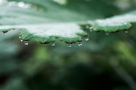 Raindrop Freshness Nature Rain Dew Green Color K Macro Water