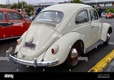Volkswagen Vw Beetle Cream White Vintage Retro Show Shine Day Out