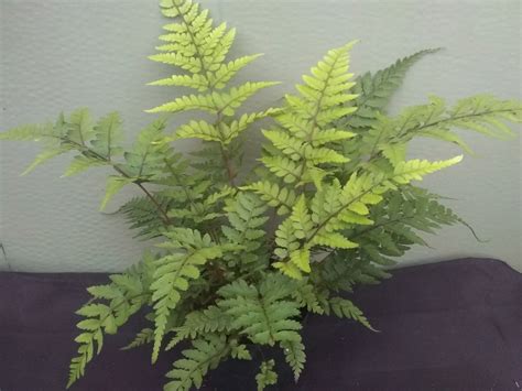 Athyrium otophorum 'Okanum' - Alchemy Ferns York