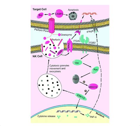 Schematic Of Key Changes In Nk Cell Mediated Cytotoxicity Pathway