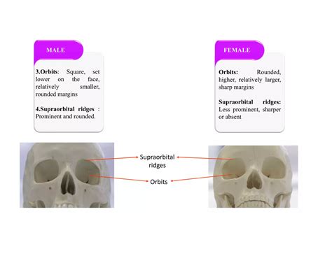 Sex Determination From Skull PDF