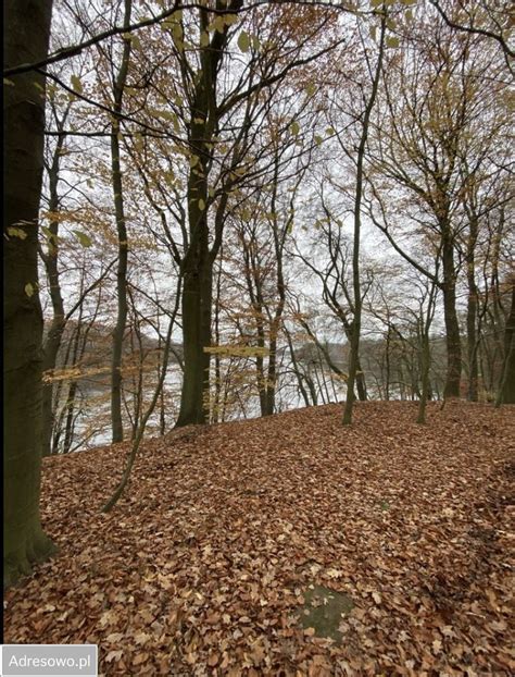 dzialka tucze bez posrednika     zl