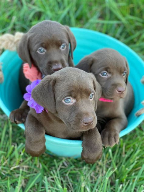 Chocolate Labs Chocolate Lab Puppies Chocolate Labrador Retriever