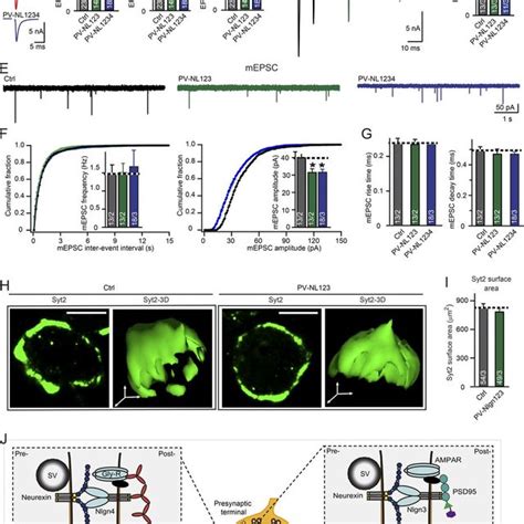 Neuroligin 4 Ko Does Not Affect Excitatory Synaptic Transmission At The Download Scientific