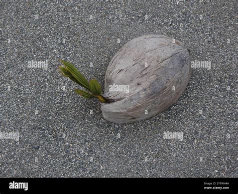 Coconut Palm Cocos Nucifera Stock Photo Alamy