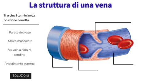 La Struttura Di Una Vena