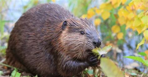 Castorii au revenit în albiile râurilor din sudul munților Făgăraș